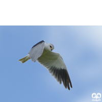 گونه کورکور بال سیاه Black-winged Kite